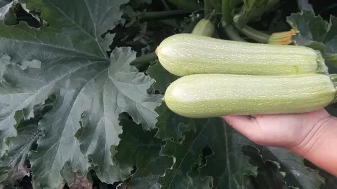 Картинка из интернета.