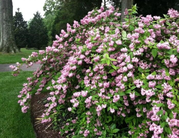 Все о Дейции и ее выращивании