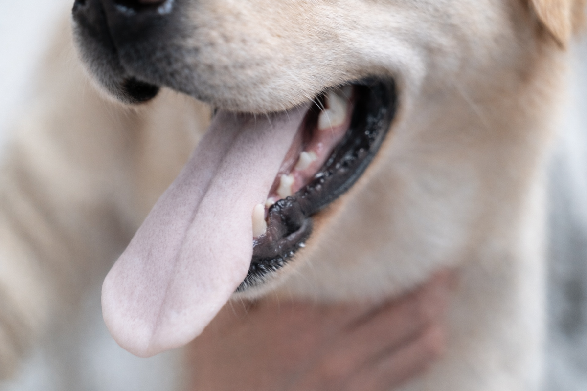 Почему у собаки белый язык