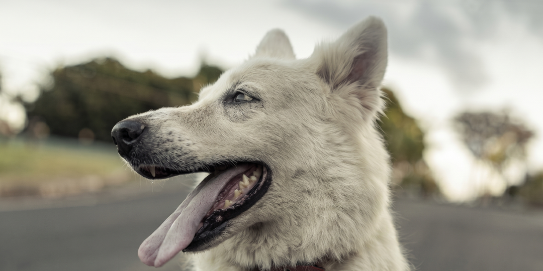 Почему у собаки белый язык: три картины — и у каждой свой прогноз