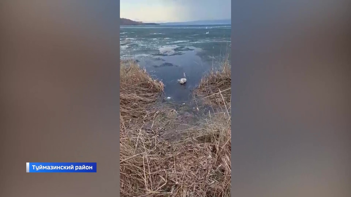    В Башкирии в природном парке «Кандры-Куль» выпустили лебедя Кешу в его естественную среду обитания