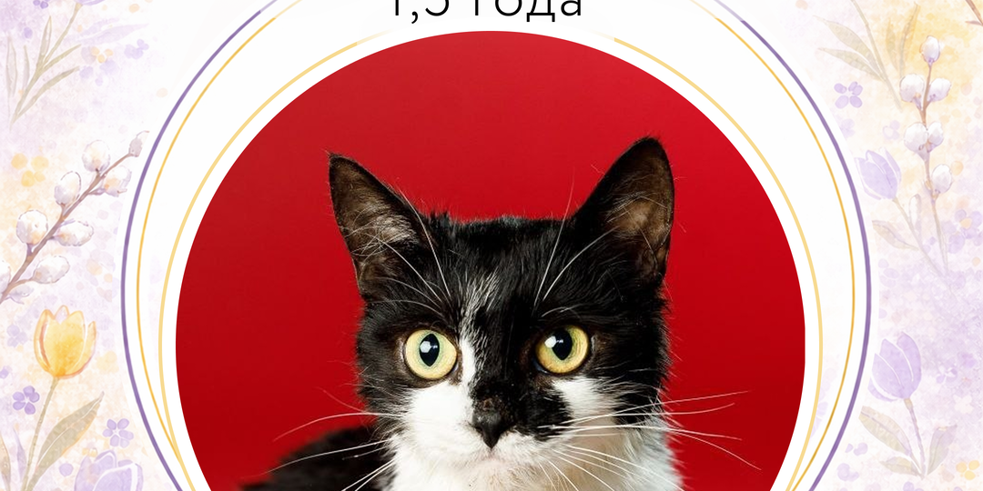 А кто тут самый милый котик…?