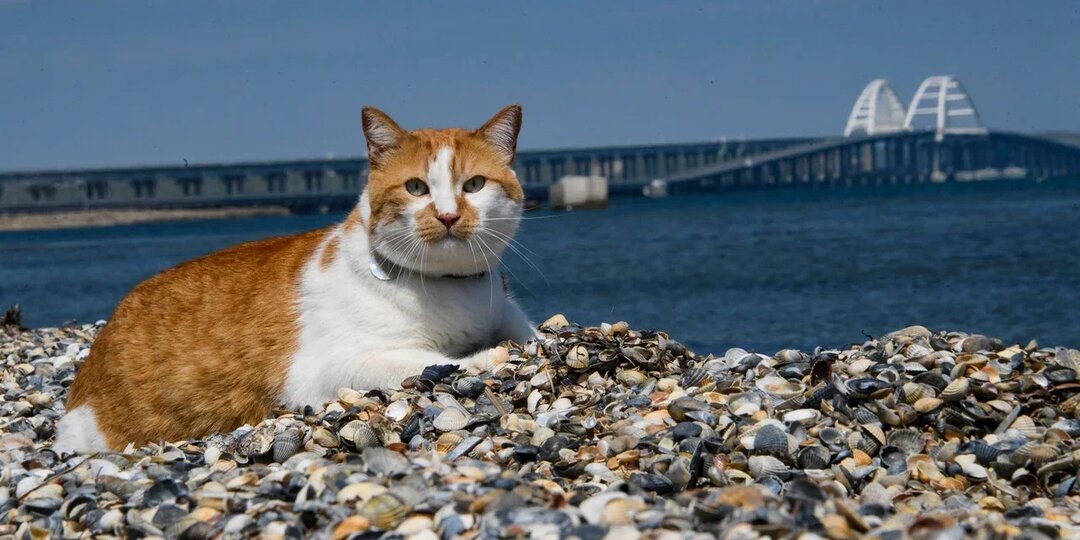 Путевые заметки кота Мостика: что посмотреть в Керчи за один день