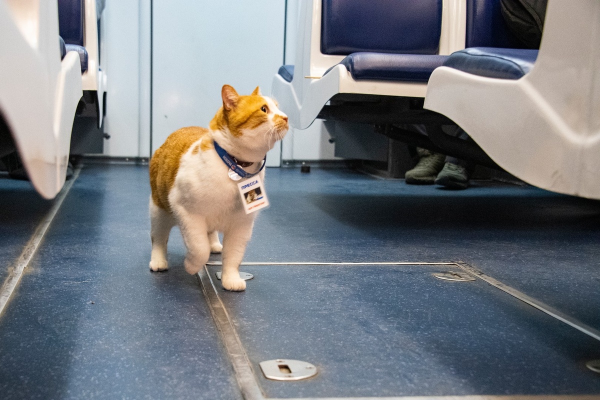 Тыгдыки в электричке - лучшее занятие