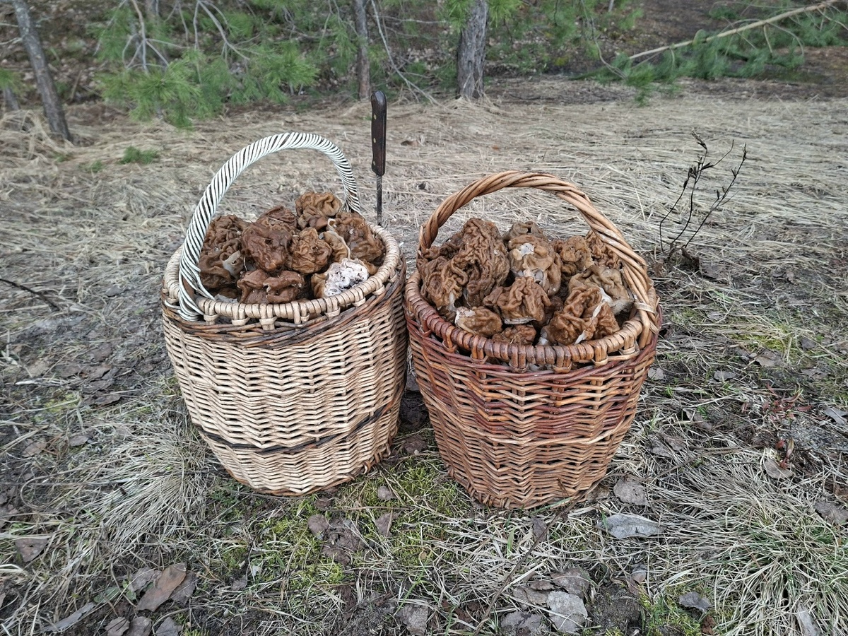   Фото: группа «Грибы и грибники Рязанской области» ВКонтакте