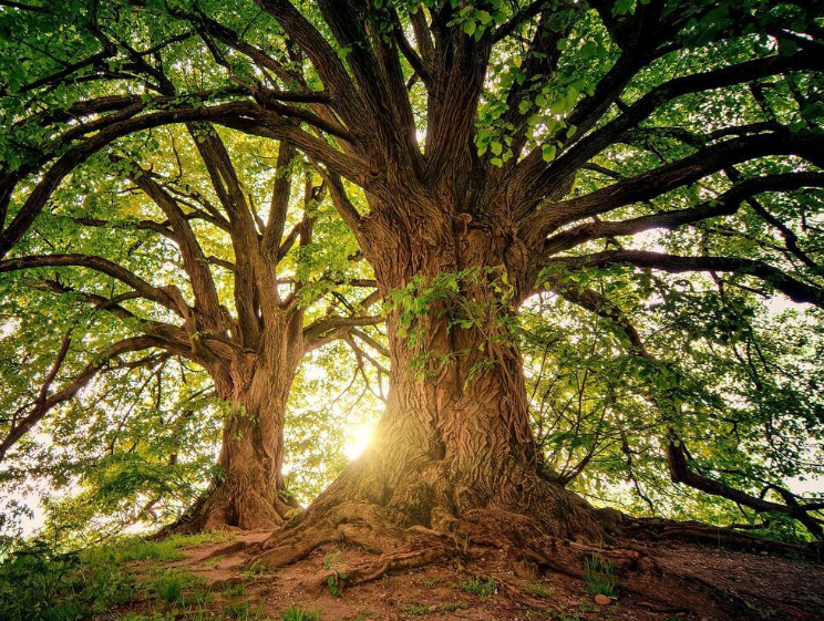 Фото https://fonwall.ru/wallpaper/forest-nature-trees-pzuy/