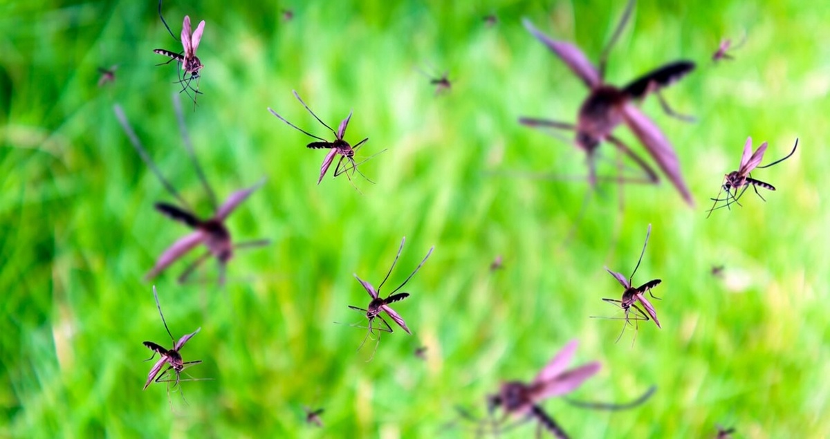 Комары готовы испортить долгожданную рыбалку