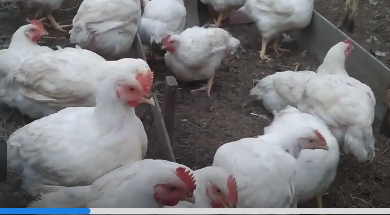 Что скрывают птицеводы? Неожиданный ингредиент для финишного откорма бройлеров