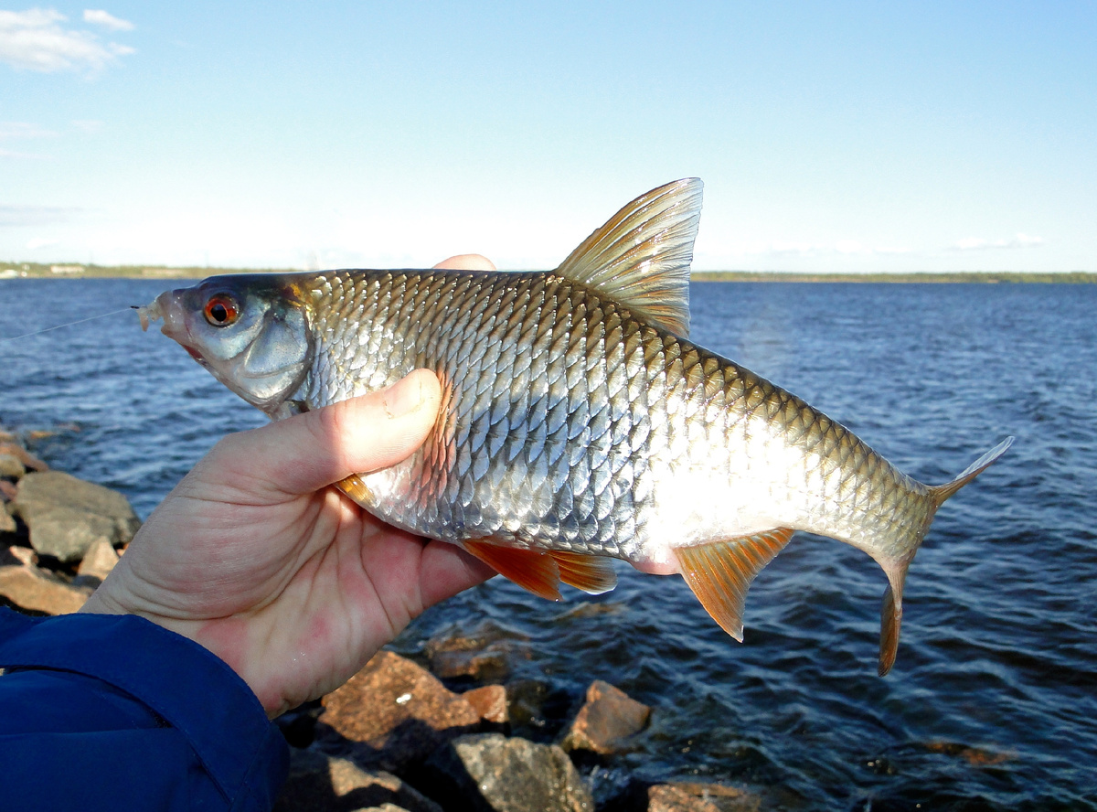 Плотвичка с Финского залива....