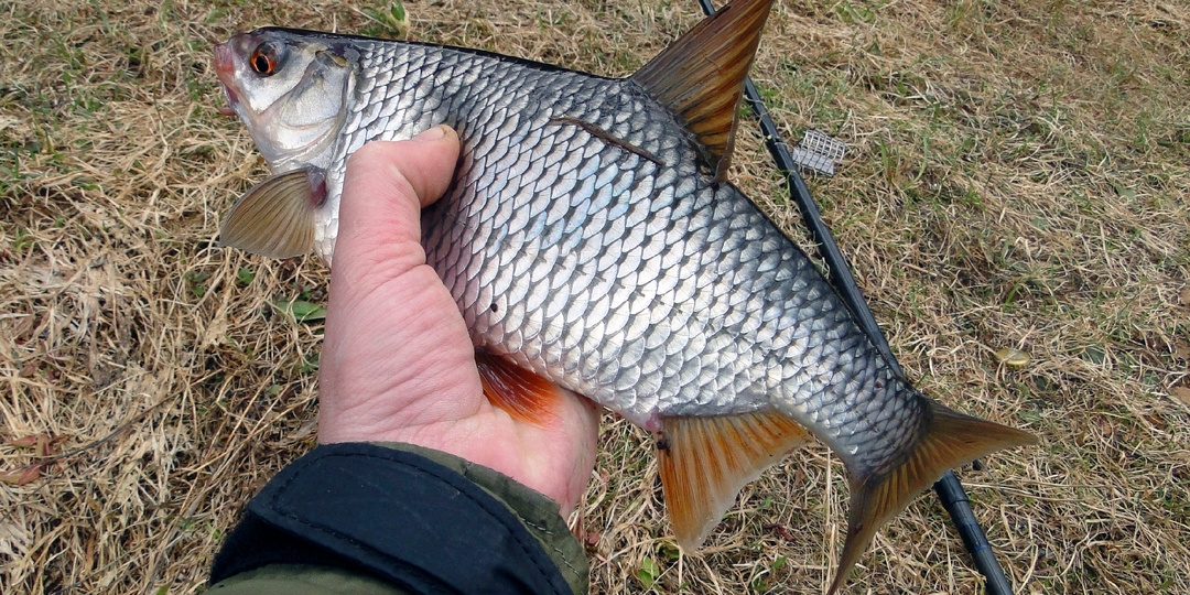 УСПЕШНАЯ ловля ПЛОТВЫ на удочку перед нерестом, нет ничего сложного