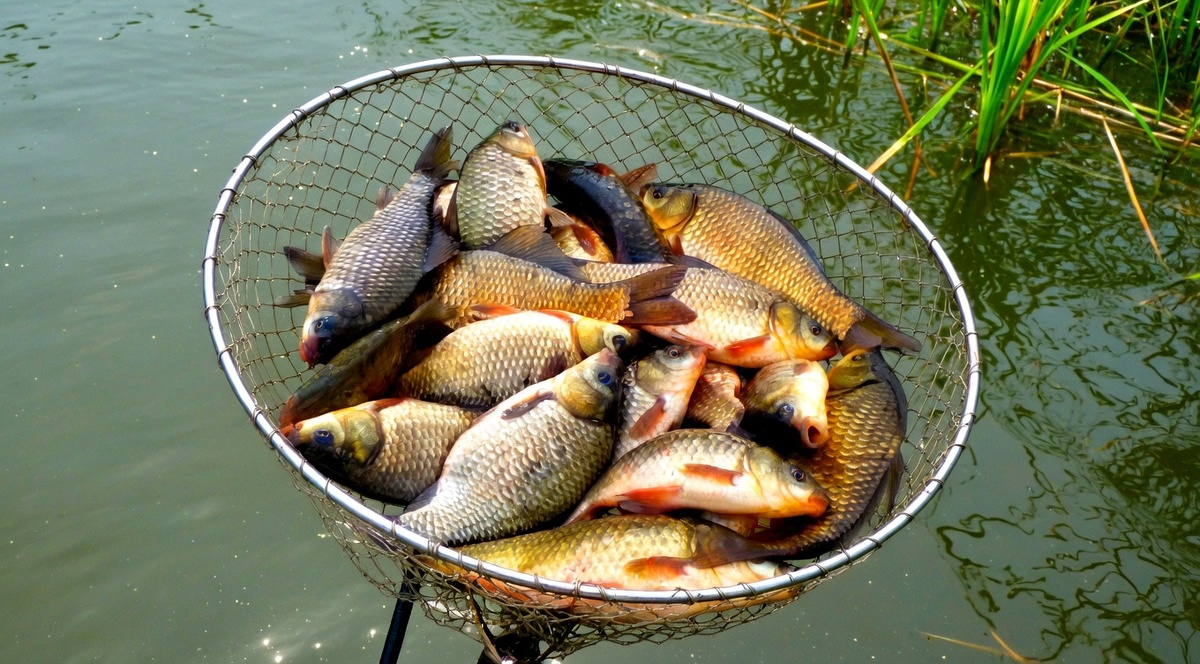 Правильная оснастка = хороший улов