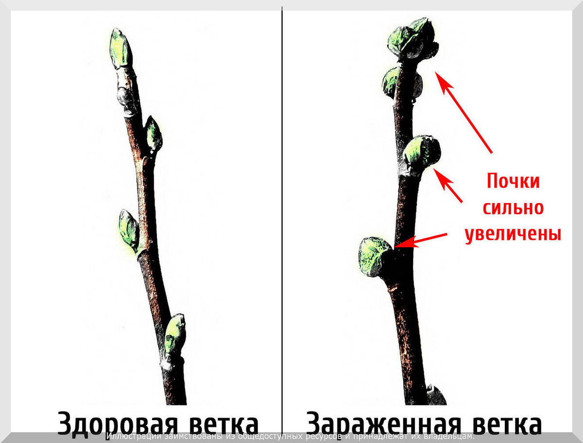 . Смородиновый почковый клещ