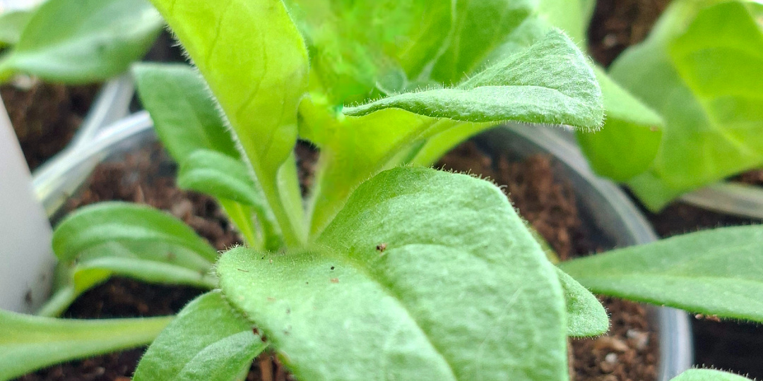 Отличить ампельную петунию от кустовой на этапе рассады