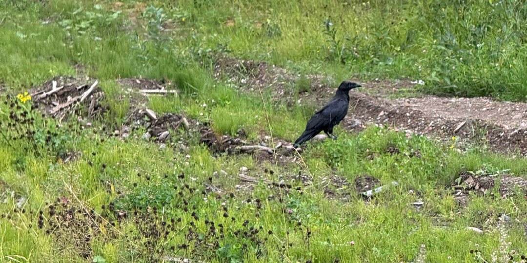 Старшая и любимая