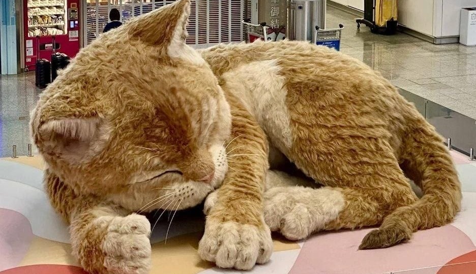 Гигантский кот