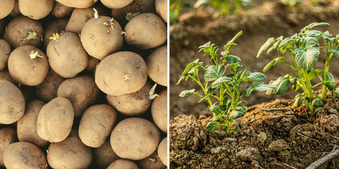 Почему у соседа картошка лучше: все решает один момент - и большинство его игнорирует