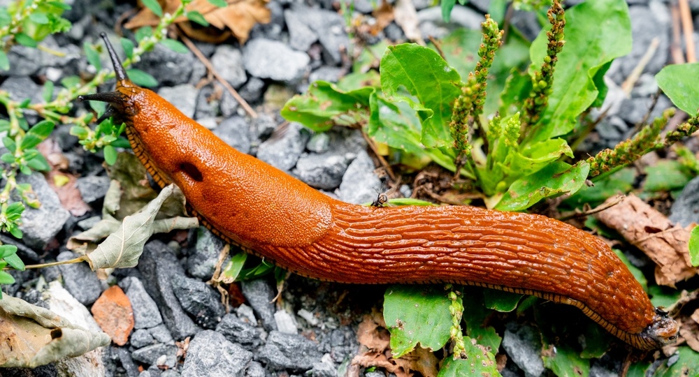 Забыла про пиво и золу: как я избавилась от слизней раз и навсегда, биологическим способом