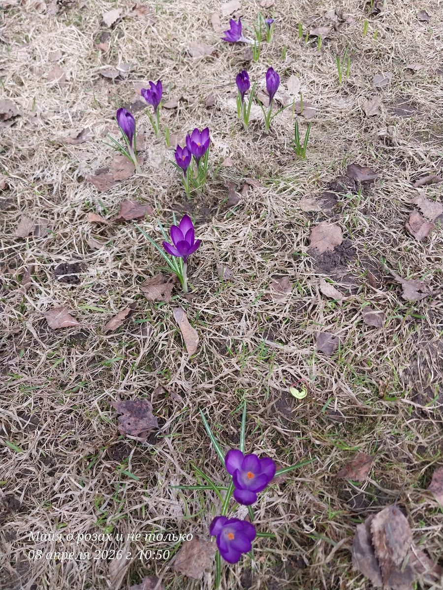 Потерянные крокусы на газоне с кучей листьев 