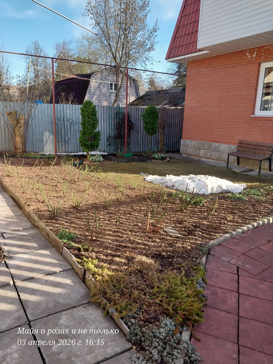 Розы после окончательной обрезки 