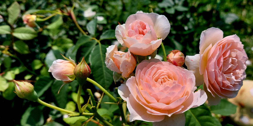 Почему я не люблю "холодный старт" при посадке роз