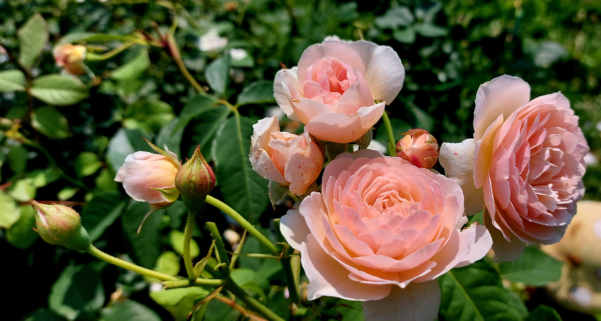 Свит Джульет. "Остинка"