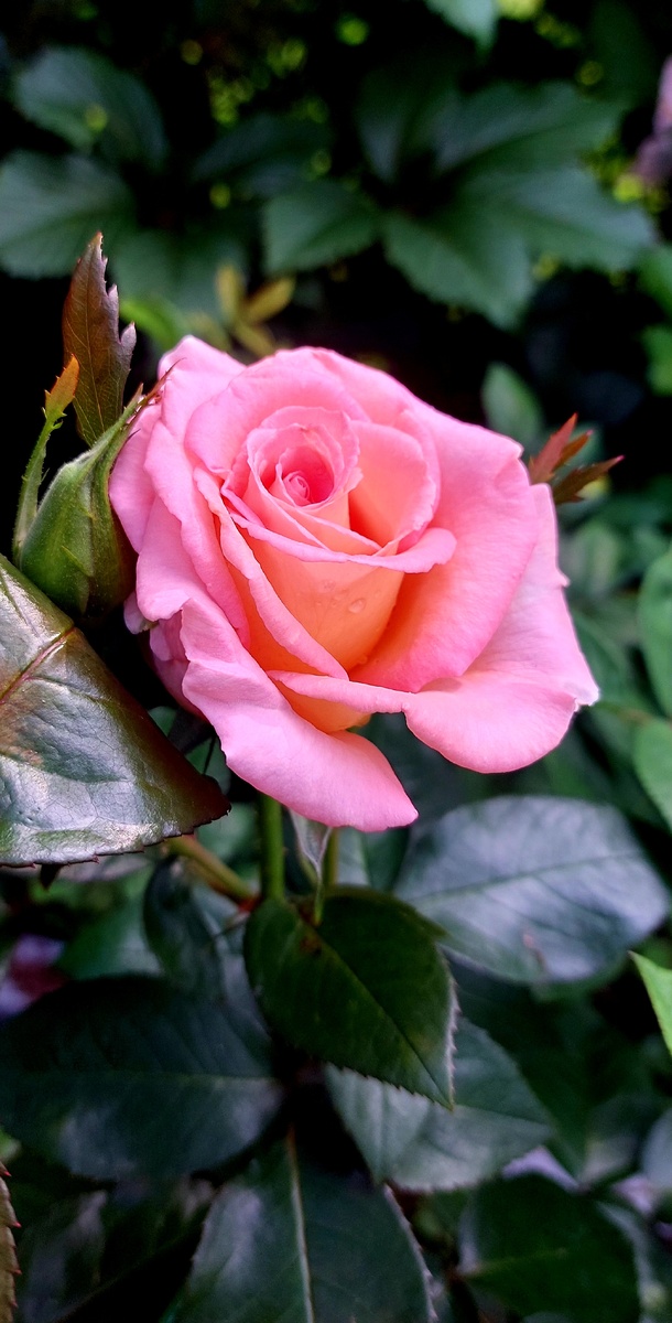 Сент - Сейшн. Ч/г роза