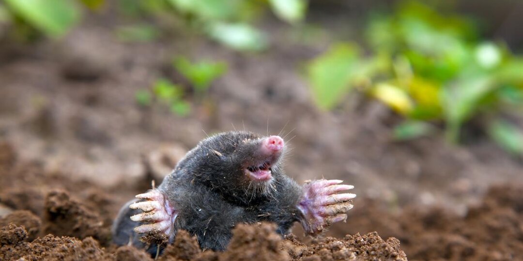 Что налить в нору крота: это средство есть на каждой кухне