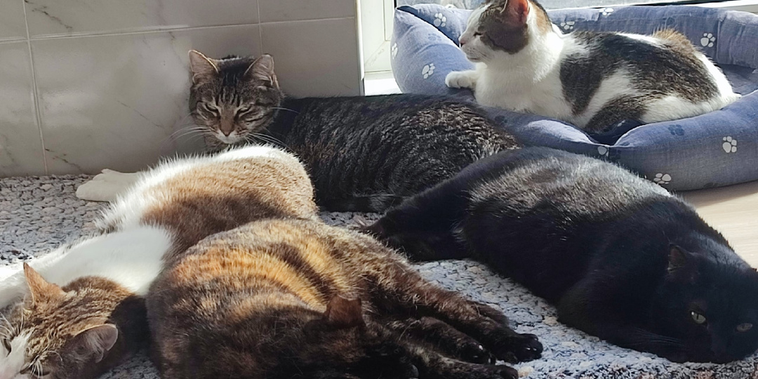 Добрых снов от котов 🐈‍⬛ 🌚 🐈 🌛