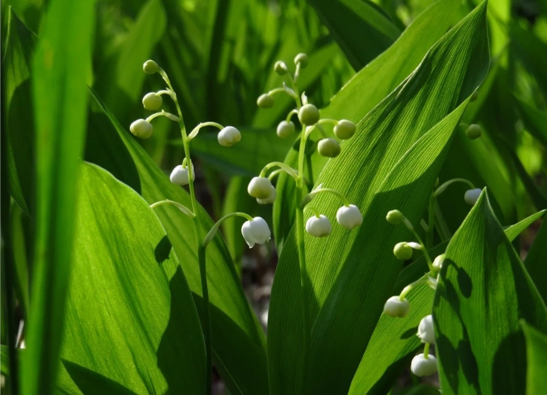 Из открытых источников