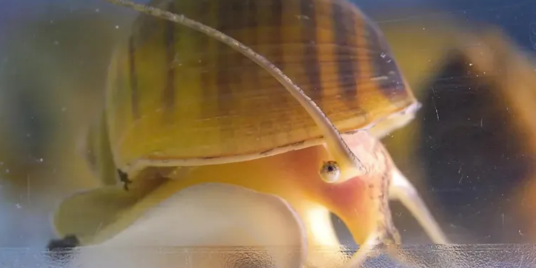 Наука, которая учит нас у природы: 8 открытий 2025 года