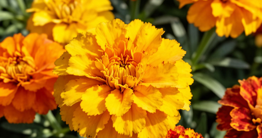 Бархатцы: всё, что нужно знать цветоводу