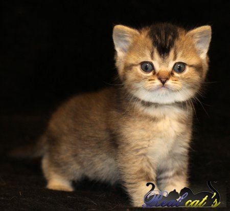 Шотландский котик Wind Real cats - 1,5 мес окрас золотой тикированный ny 25
