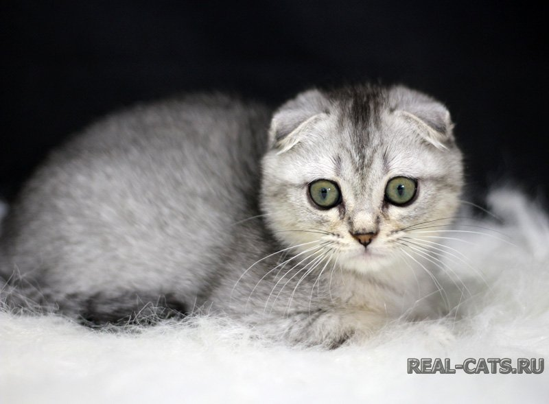 Шотландский вислоухий котенок из питомника Real cats - серебристого тикированного окраса