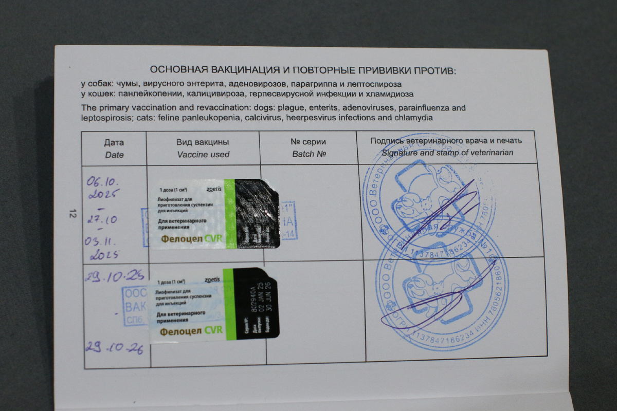 Комплексная прививка сфинкса Фелоцелом, 2025
