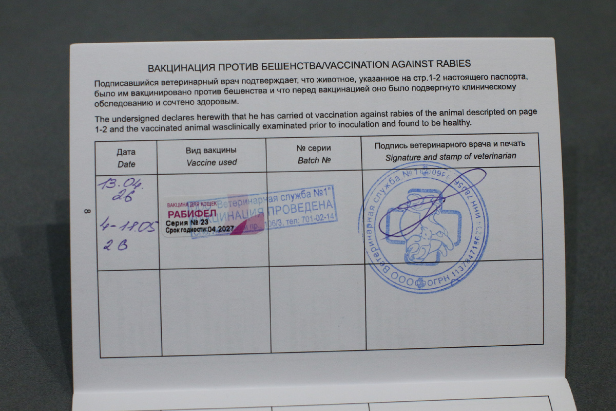 Прививка сфинкса от бешенства, вакцина Рабифел 2026