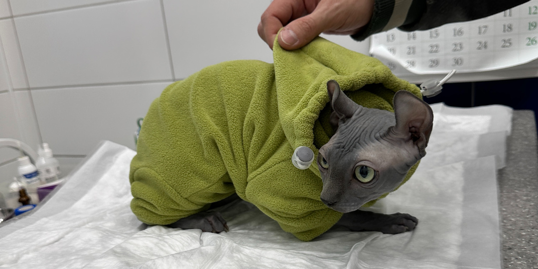 Мы боялись, но всё прошло легко. Вакцинация кошки от бешенства: полный гайд 2026