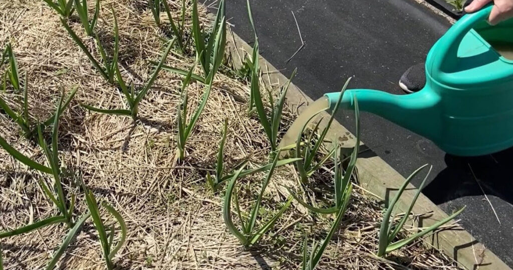 «Протеиновый коктейль» для подкормки весеннего чеснока: мой секрет гигантских головок и главное без нашатыря и золы