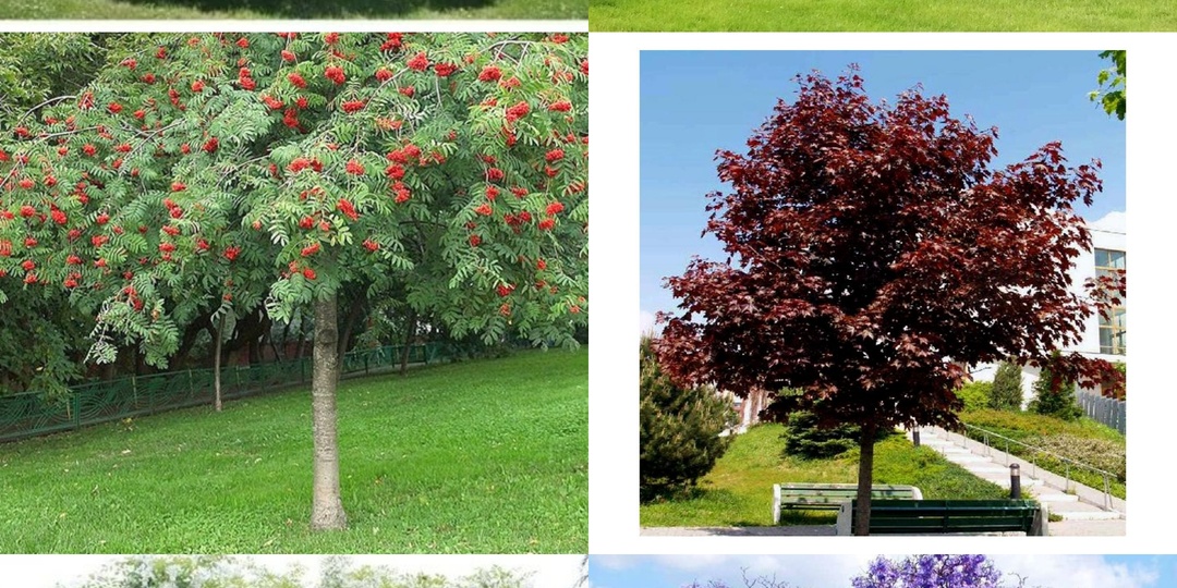 Топ-10 самых быстрорастущих деревьев для дачи: что посадить, чтобы была тень?