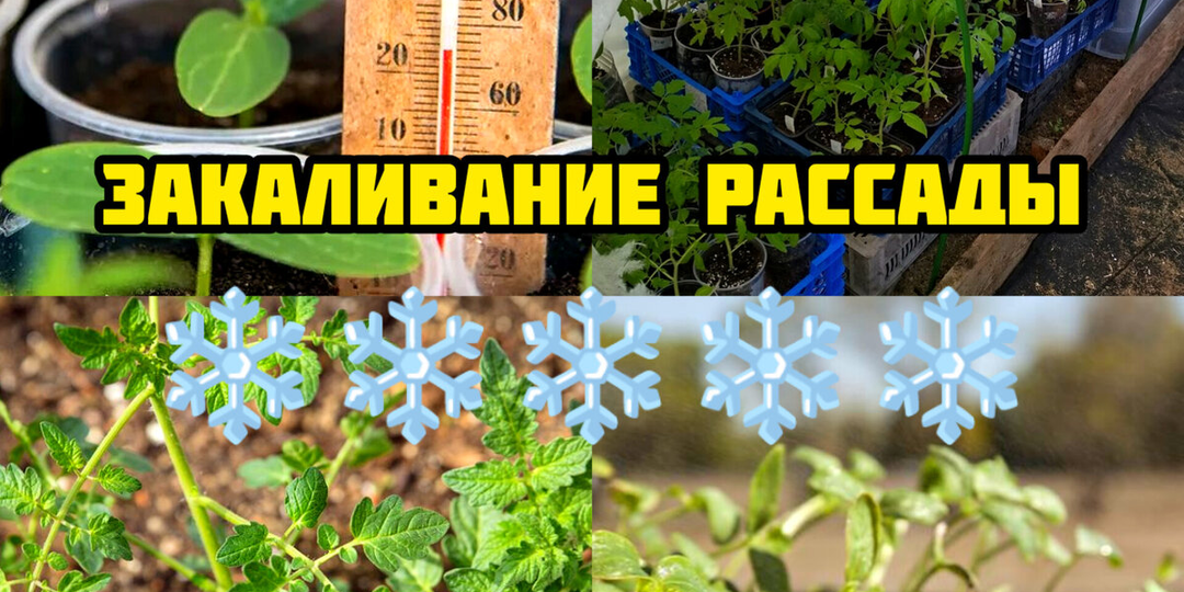 Выношу рассаду на улицу: моя пошаговая методика закаливания