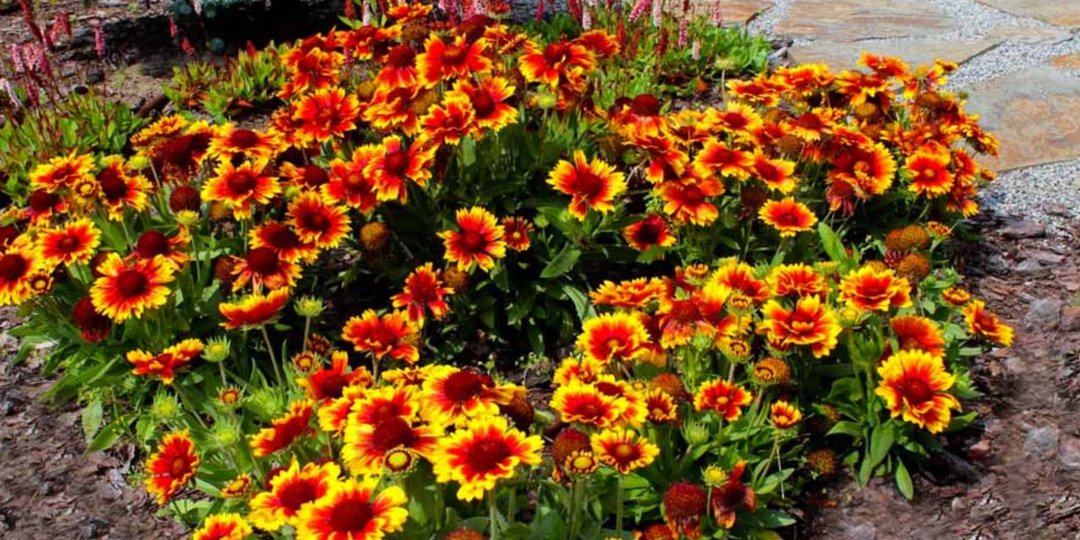 Посейте эти цветы в апреле. Красивые многолетники и однолетники из семян, украсят цветники и дорожки в саду