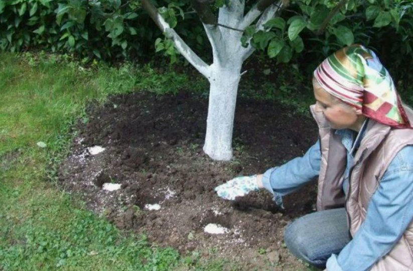 Два лица мочевины: как я кормлю и лечу яблони одним и тем же средством весной, а они уже осенью одаривают богатым урожаем
