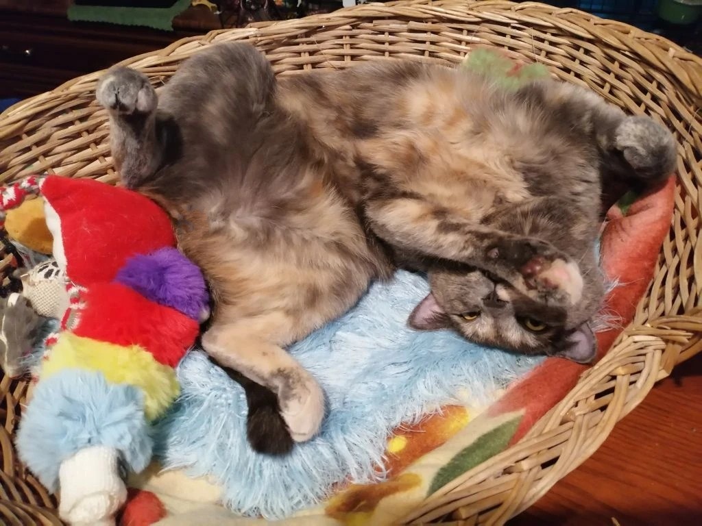 А это Мусенька наша. В хорошем настроении, улыбается, мурлыкает. Вот у кого нужно учиться жизнелюбию. Фото автора 