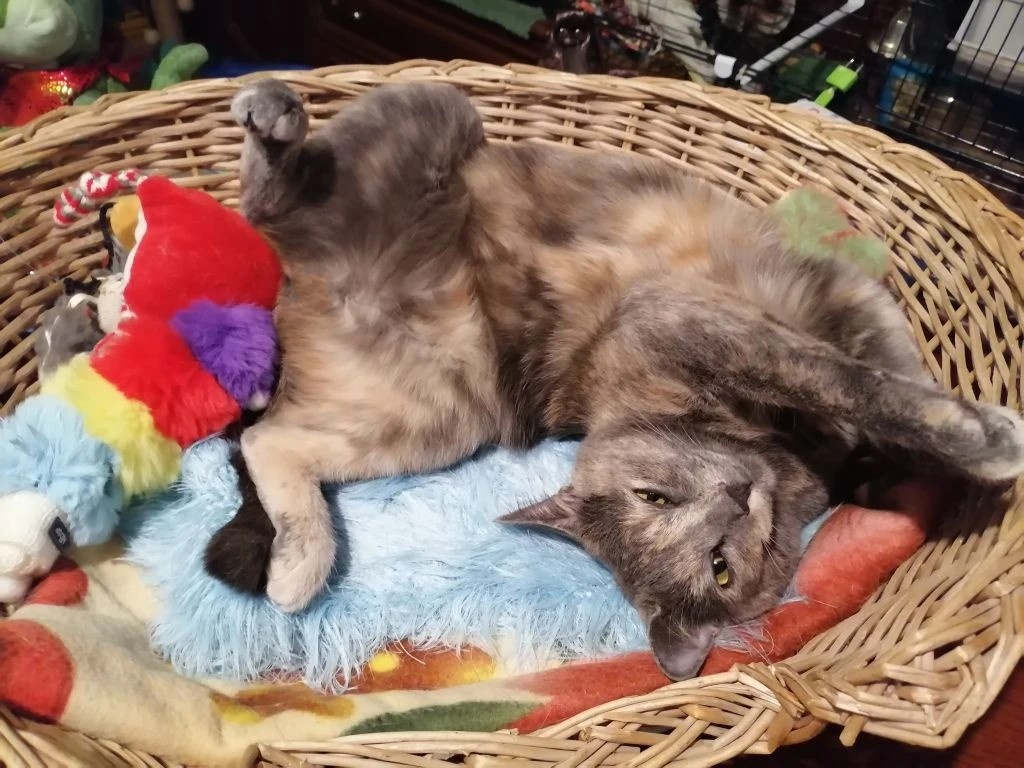 Отдыхает после вкусного ужина. Фото автора 