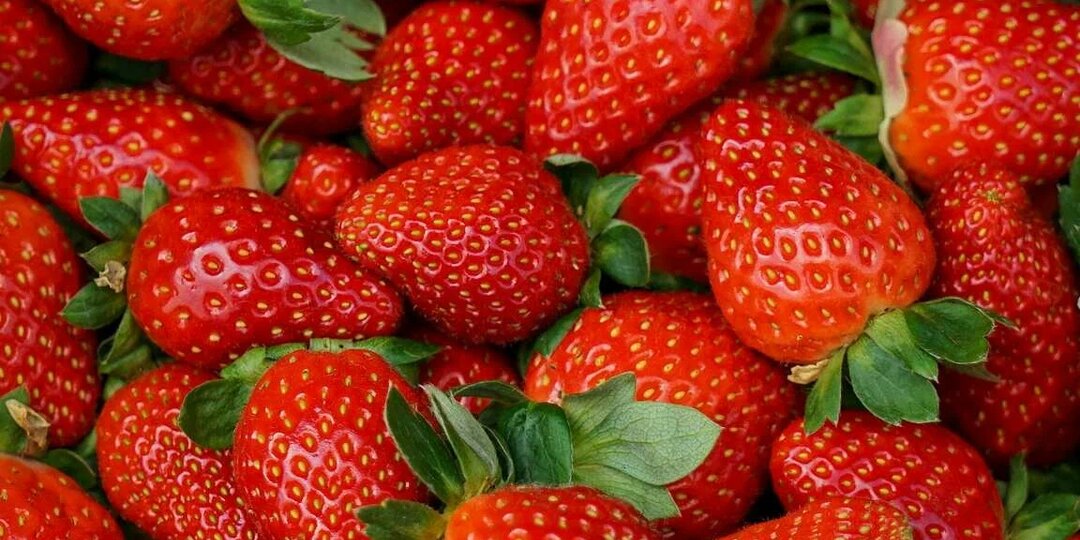 Мои клубничные слёзы: 5 весенних ошибок, которые чуть не оставили меня без урожая