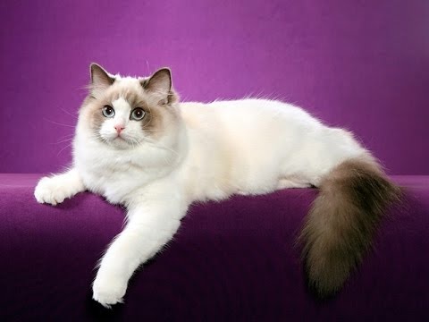 Кошка Рэгдолл. Фото Яндекс Картинки