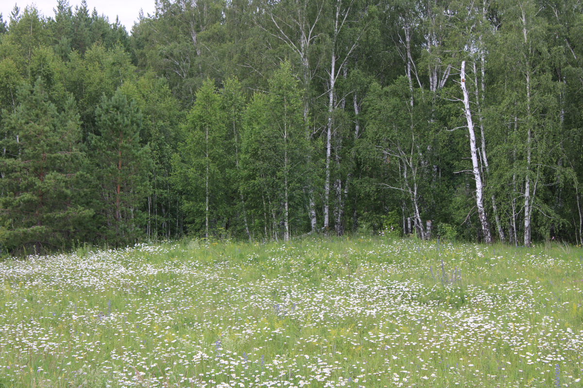     Ҡайын миндегенең һыуы сәсте нығыта, ҡауаҡты бөтөрә