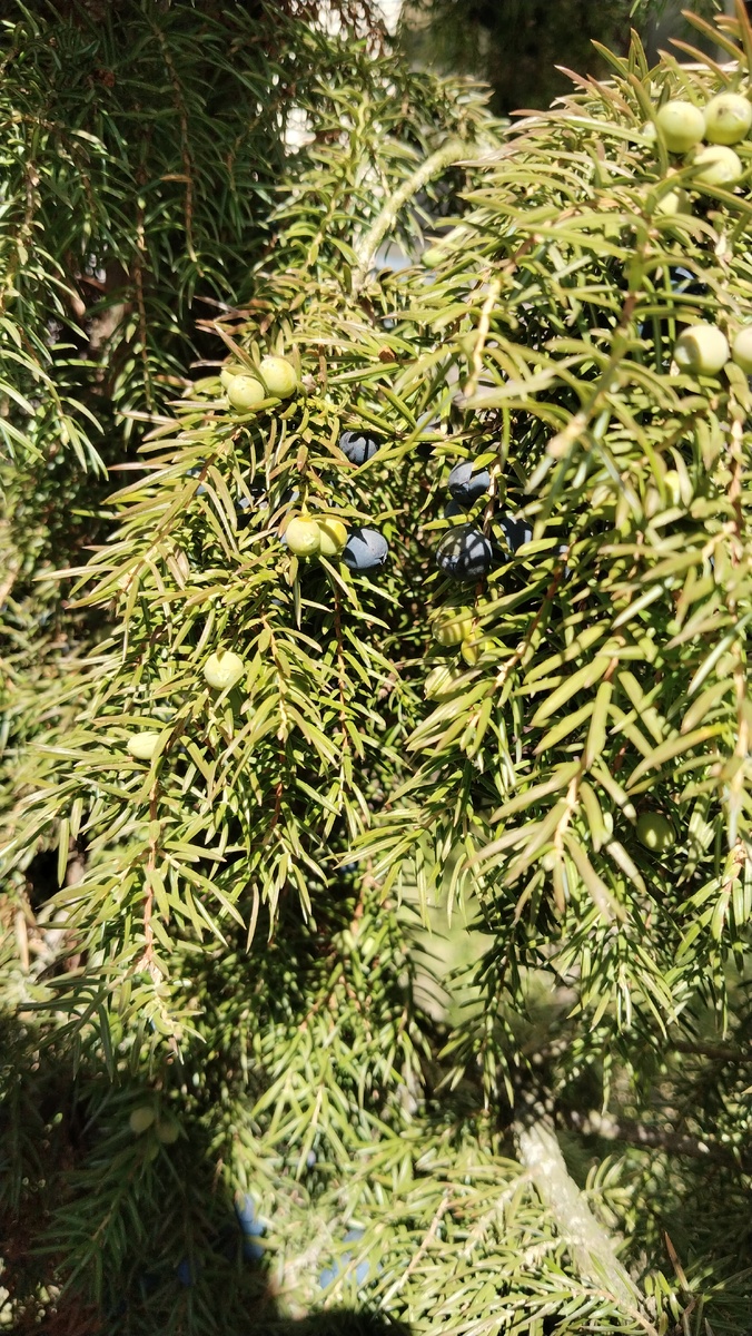 Можжевельник