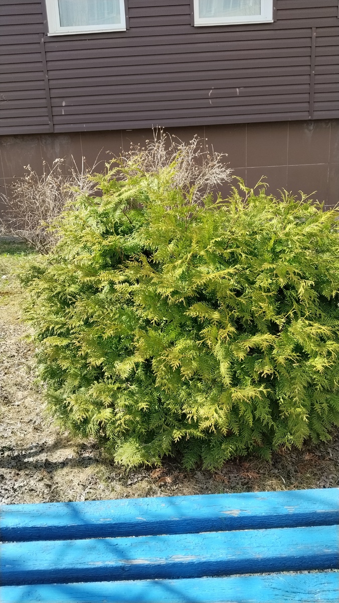 Даже посмотрела не спилен ли у туи главный ствол. Залезла туда с головой 😅нет. Сорт такой.