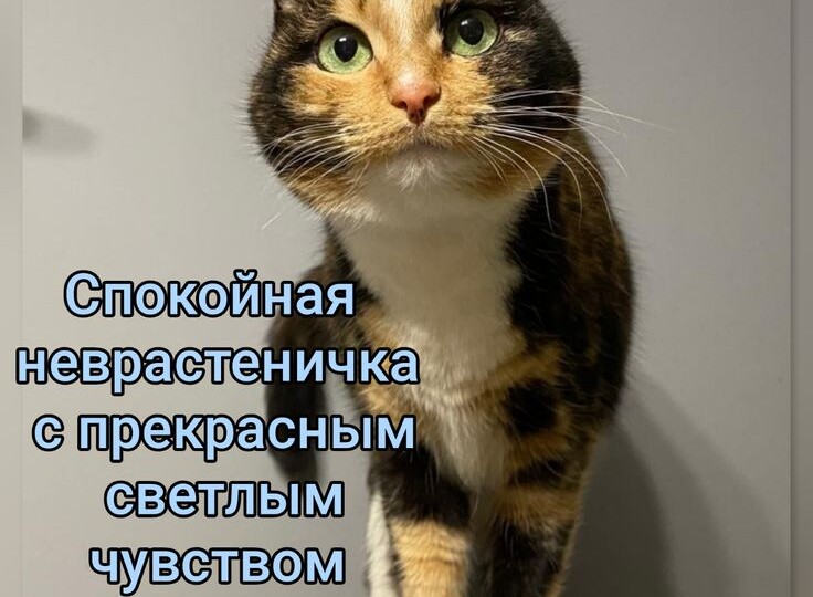 Пушистый юмор от хвостатых мурлык