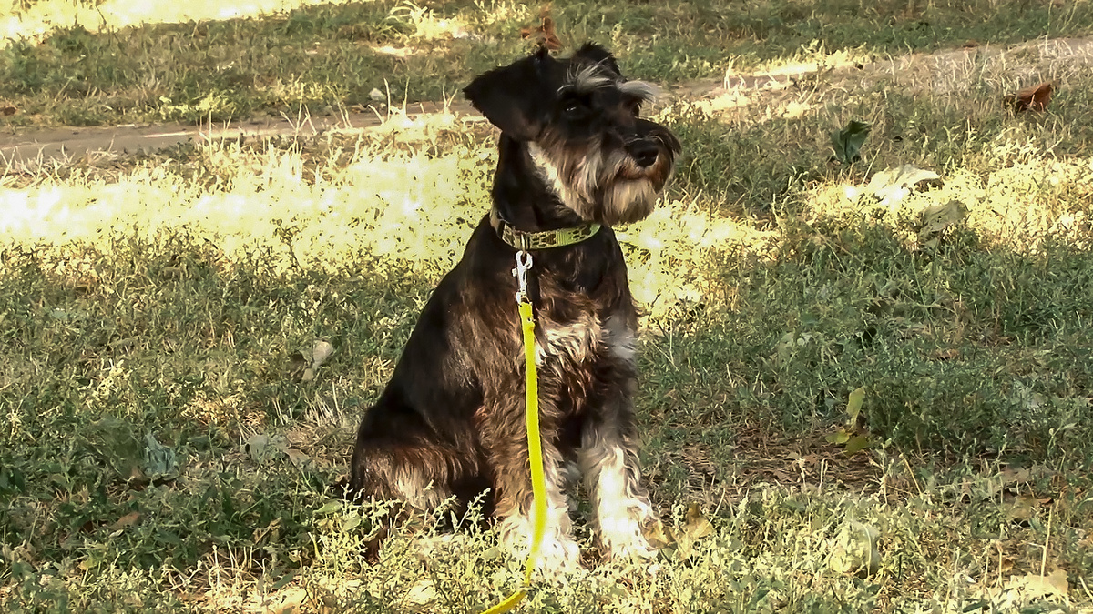 Цвергшнауцер